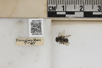 Media type: image;   Entomology 786142 Aspect: Labels